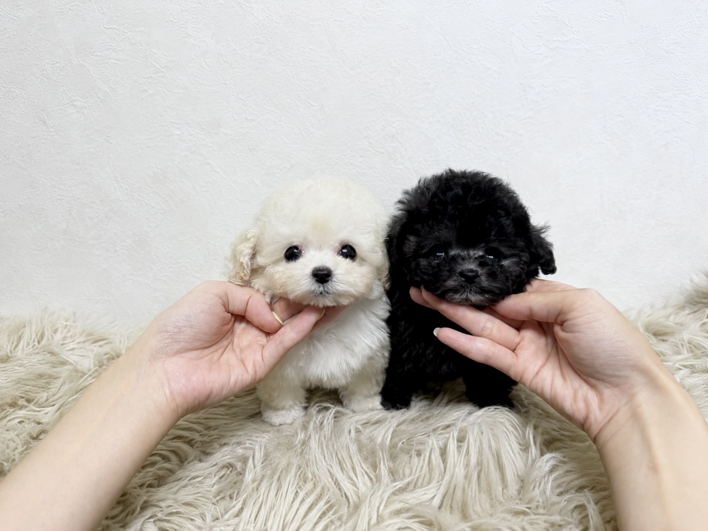 Dog No.058の画像2
