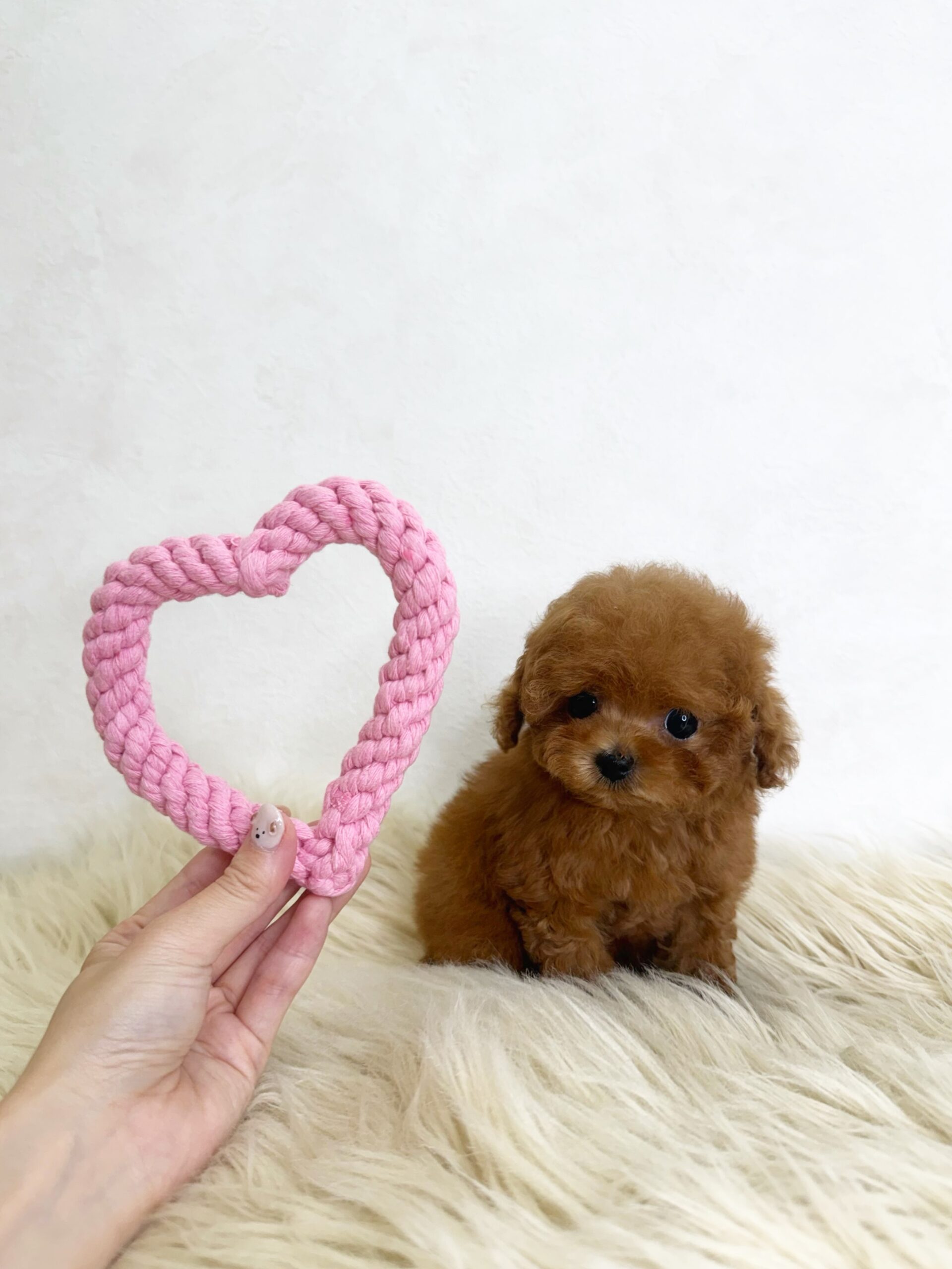 Dog No.059の画像2