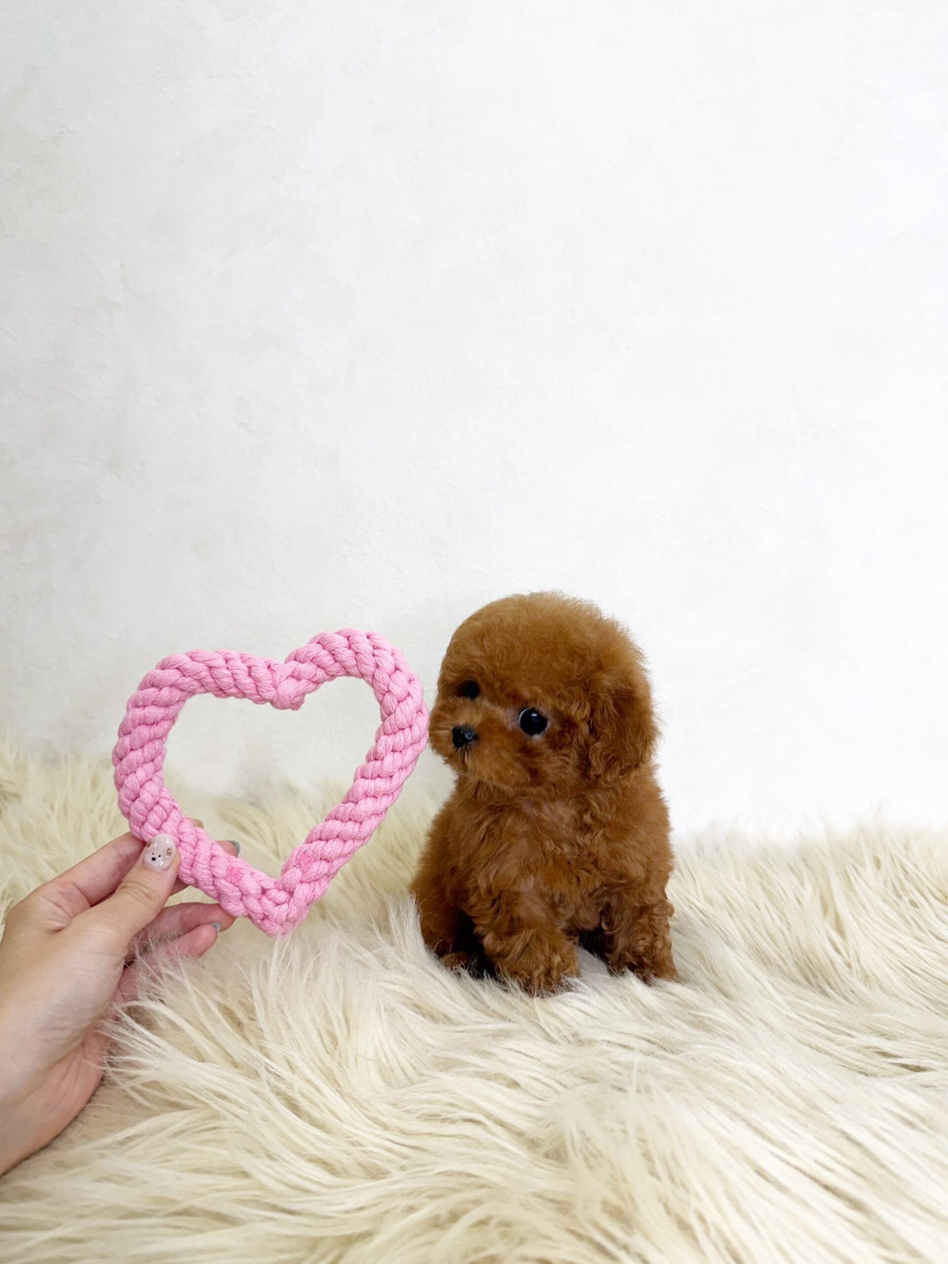 Dog No.059の画像3
