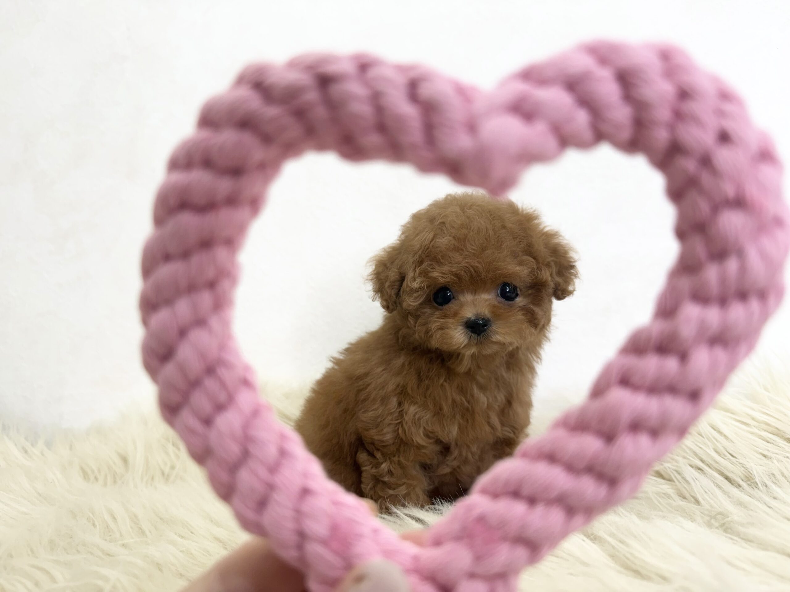 Dog No.059の画像4