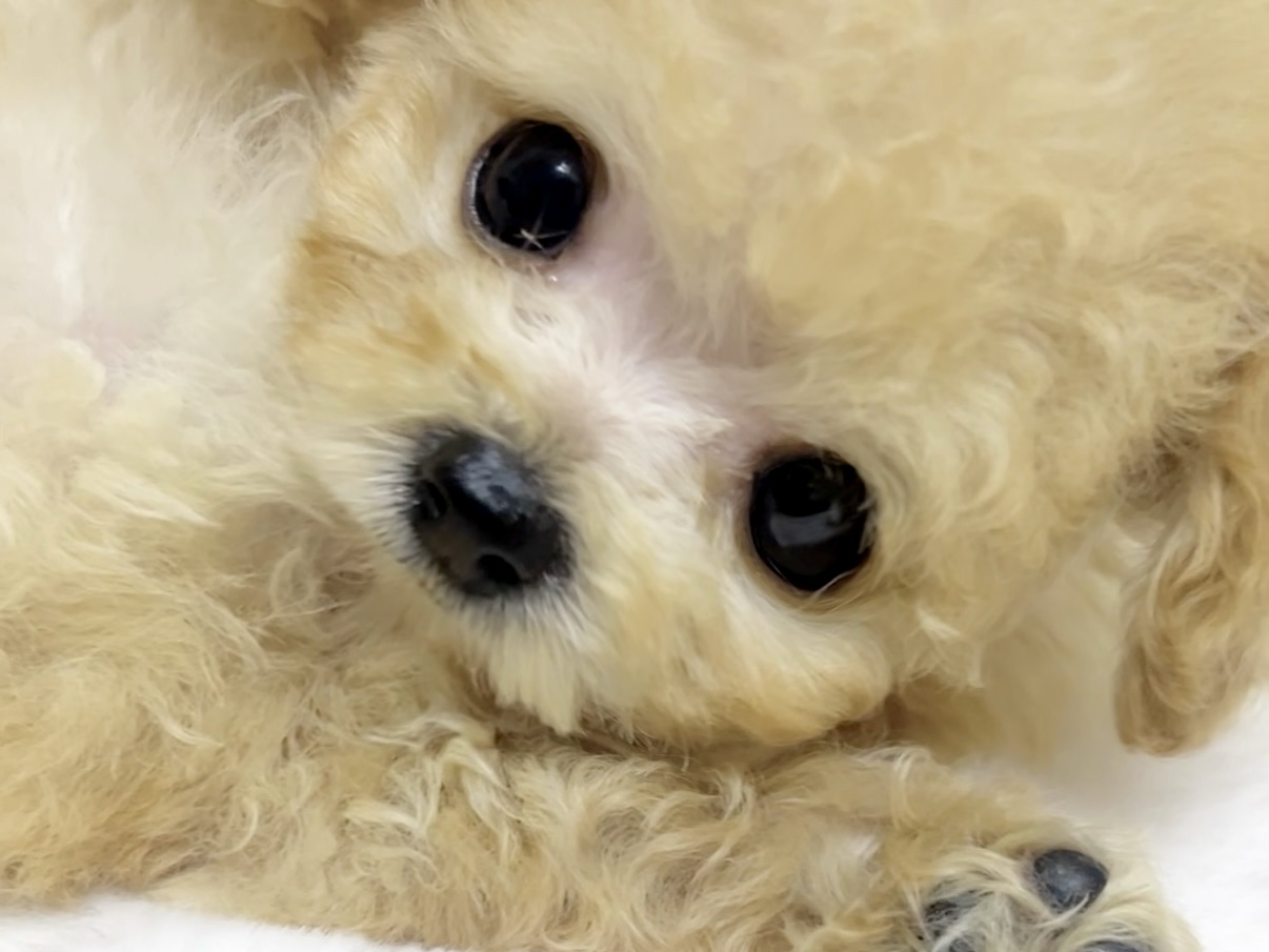 Dog No.065の画像2