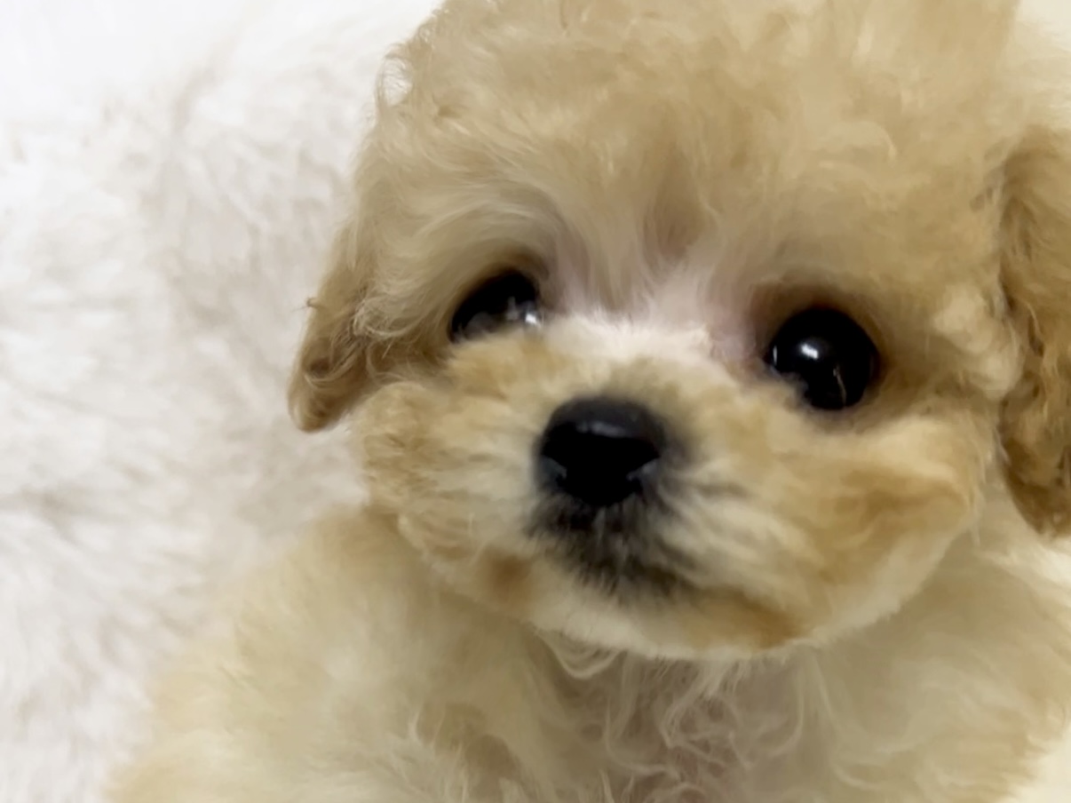 Dog No.065の画像3