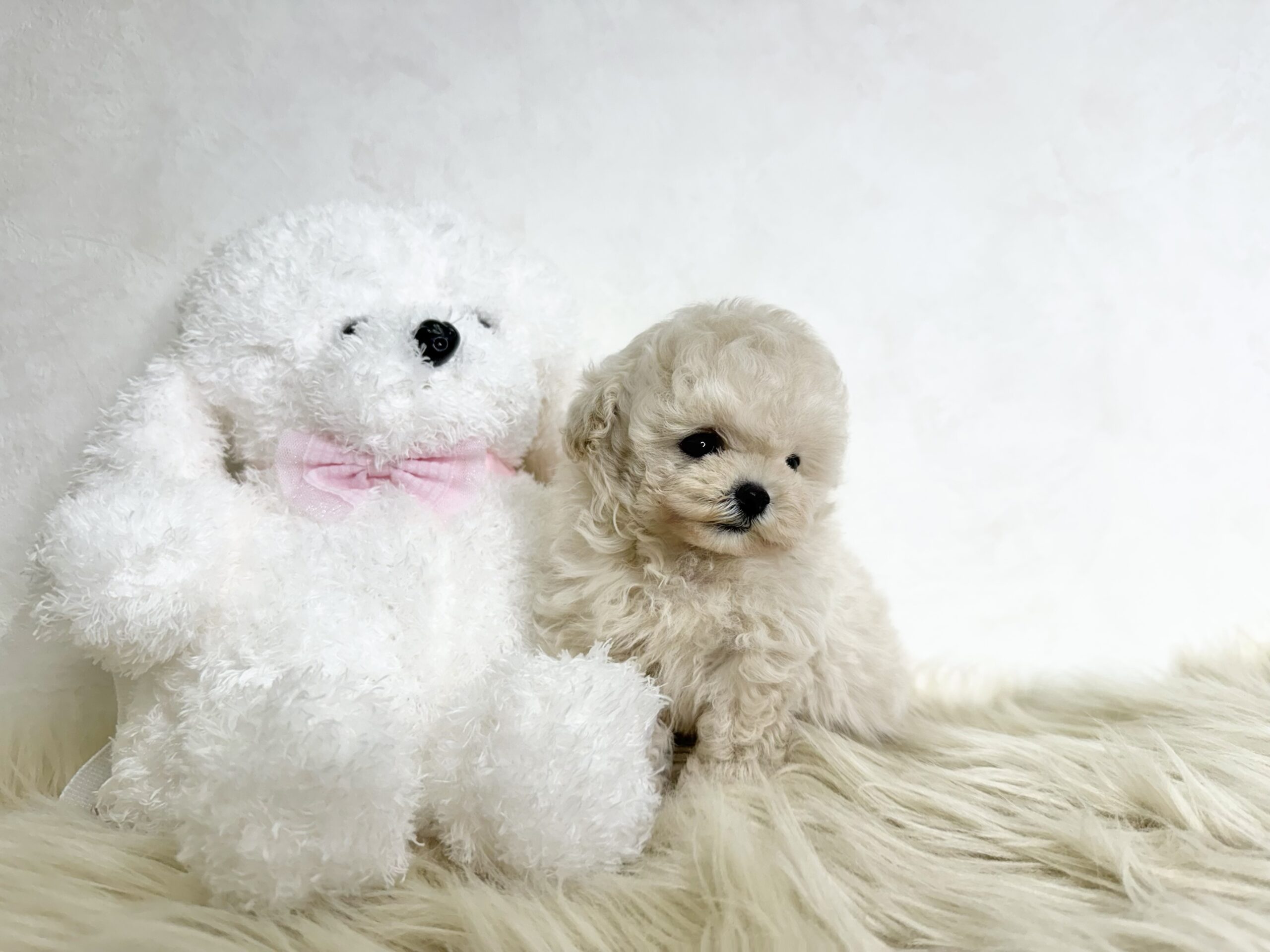 Dog No.067の画像2