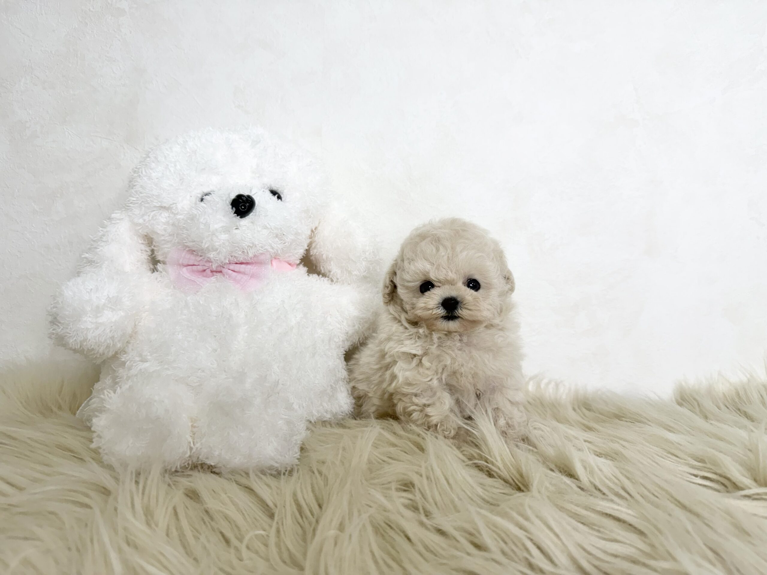 Dog No.067の画像3