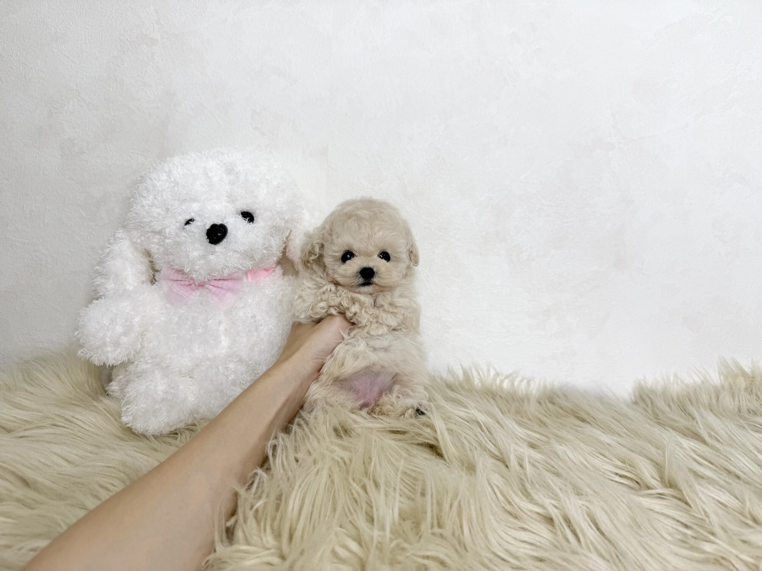 Dog No.067の画像4