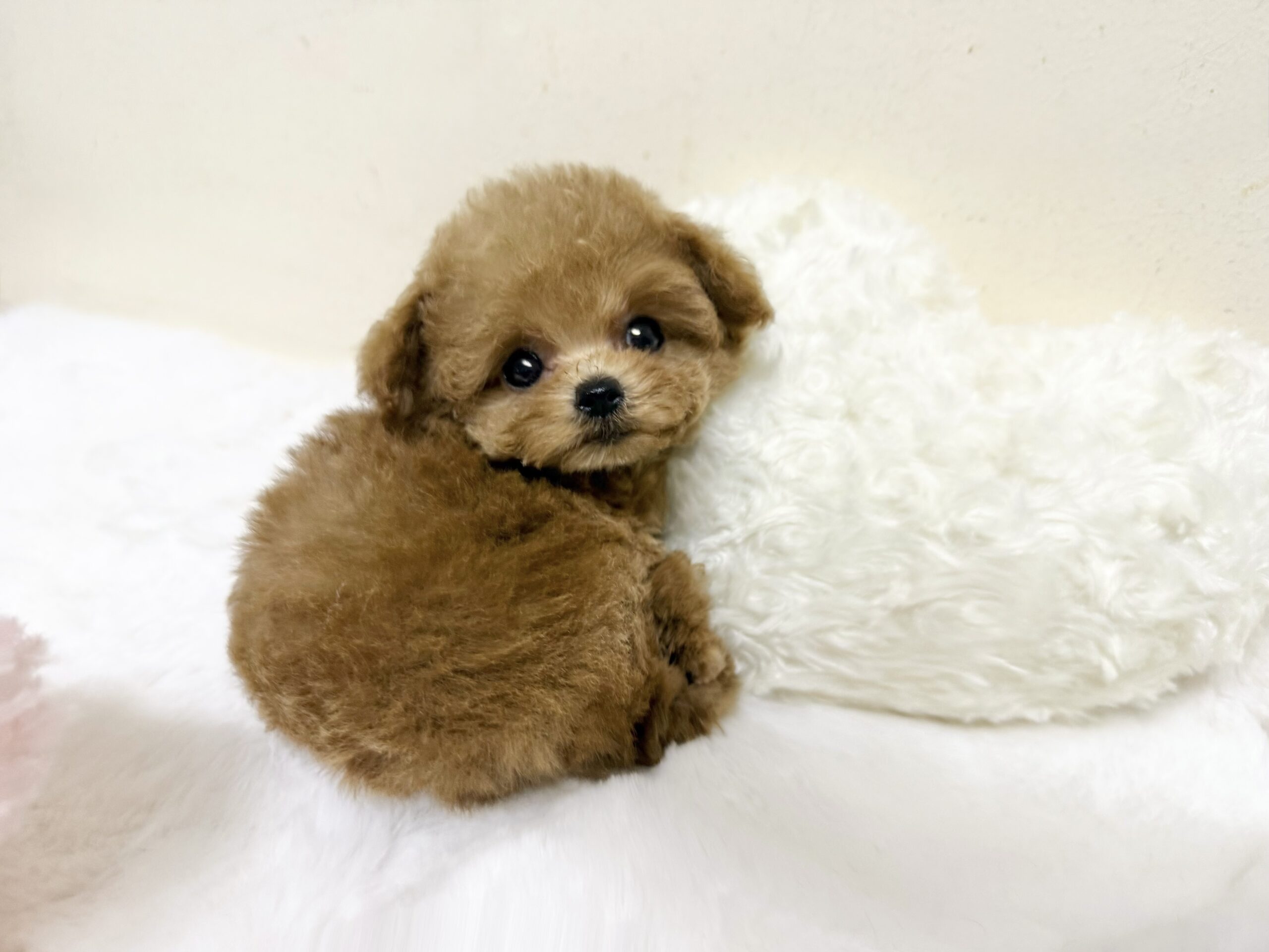Dog No.064の画像3