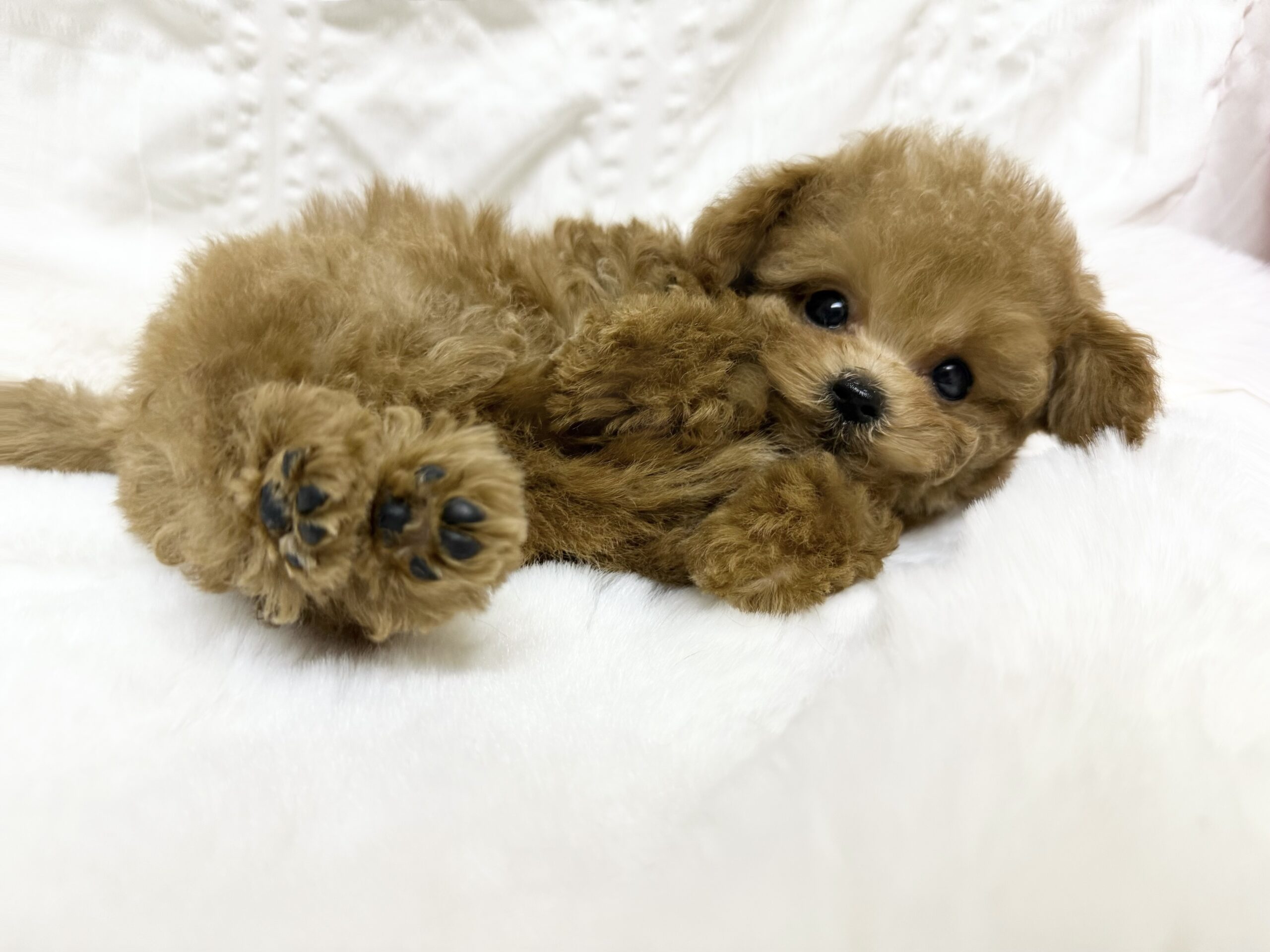 Dog No.064の画像4