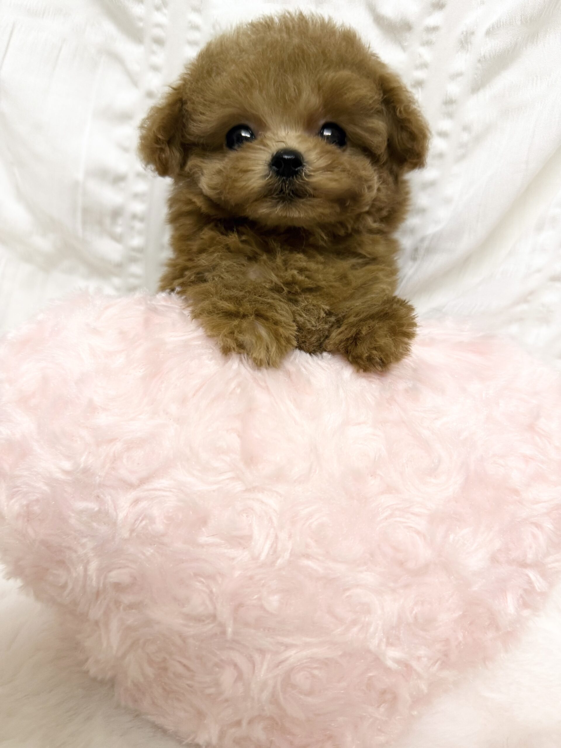Dog No.064の画像2