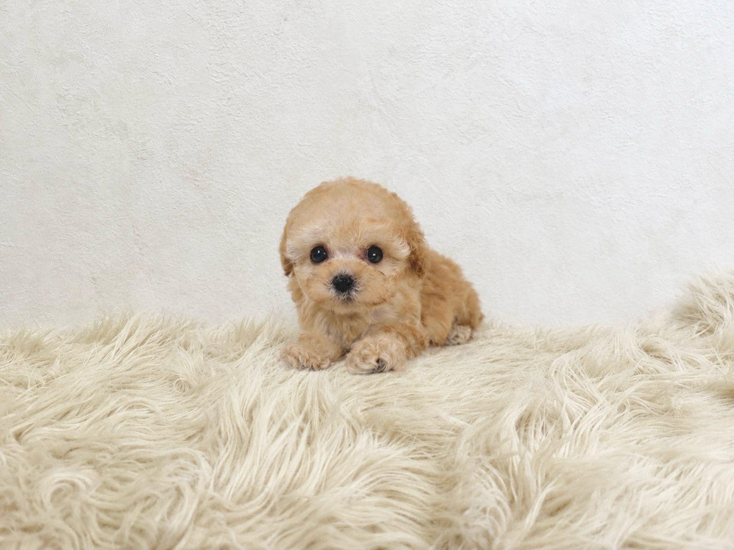 Dog No.003aの画像2