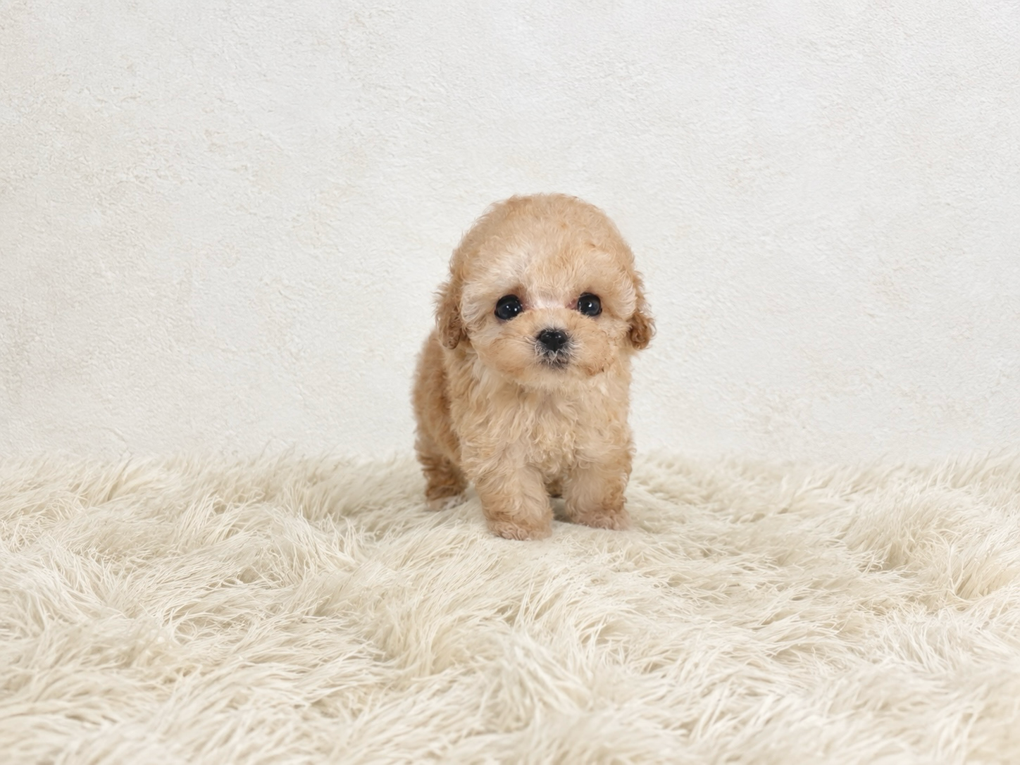 Dog No.003aの画像3